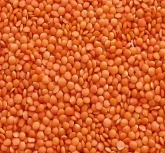 Masoor Gola
